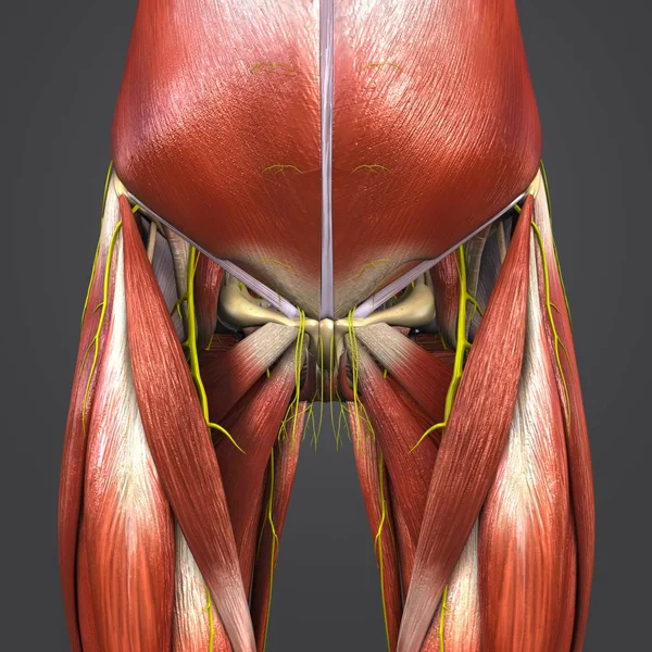 カラフルな医療イラスト人間の腰と太ももの筋肉と神経と骨 — ストック写真