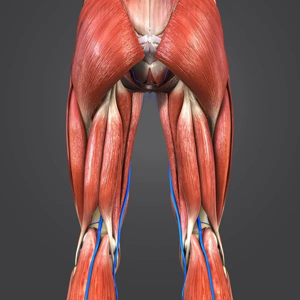 人間の下肢静脈でのカラフルな医療イラスト — ストック写真