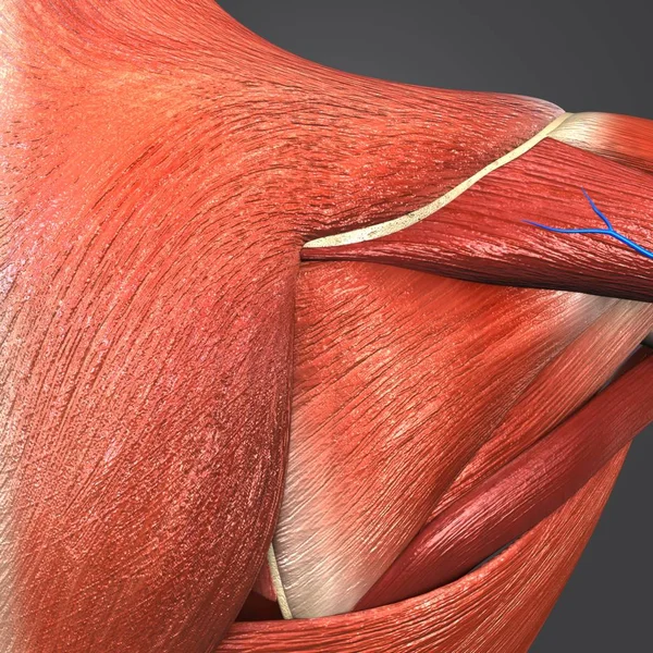 Colorful Medical Illustration of Human Shoulder Muscles and Bones with Veins