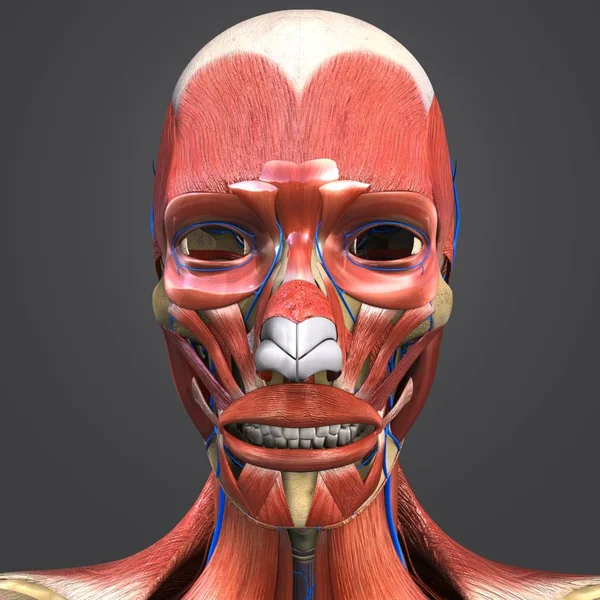Colorful Medical Illustration Human Facial Muscles Bones Veins — Stock Photo, Image