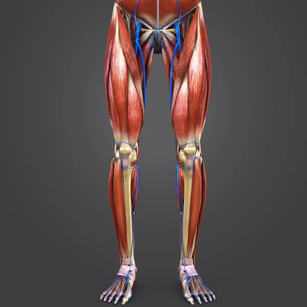 人間の下肢静脈でのカラフルな医療イラスト — ストック写真