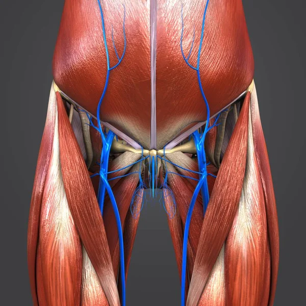 Kleurrijke Medische Illustratie Van Menselijke Heupen Dijen Spieren Botten Met — Stockfoto