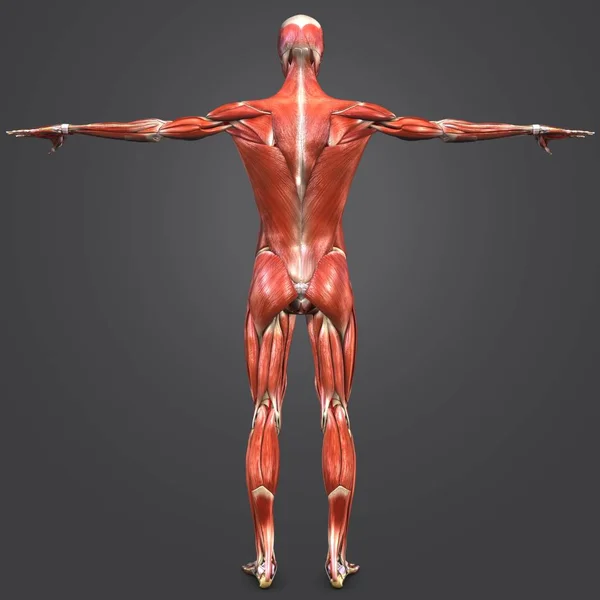 Ilustracja Kolorowy Ludzkiej Anatomii Mięśni Szkieletu Tętnic — Zdjęcie stockowe