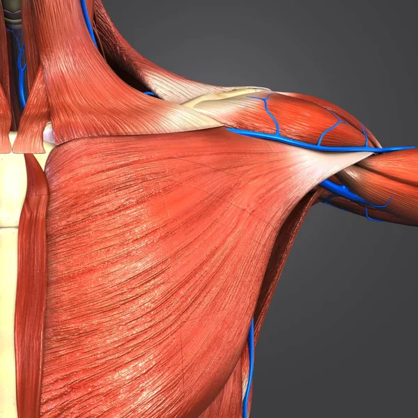人体の肩の筋肉や静脈と骨格のカラフルな医療イラスト — ストック写真