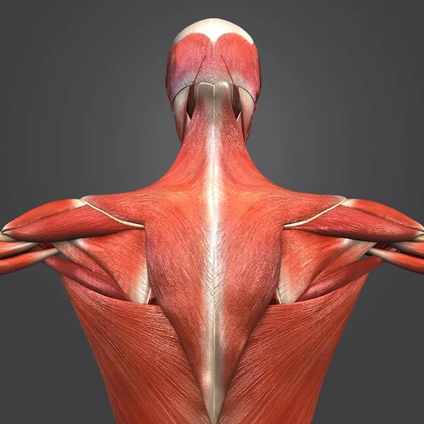 Ilustración Médica Colorida Anatomía Muscular Esquelética Humana Con Arterias — Foto de Stock