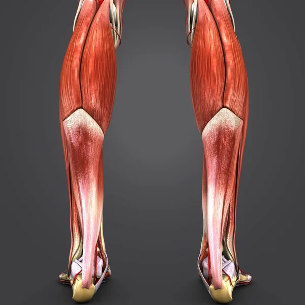 Ilustración Médica Colorida Músculos Humanos Huesos Piernas Con Arterias — Foto de Stock