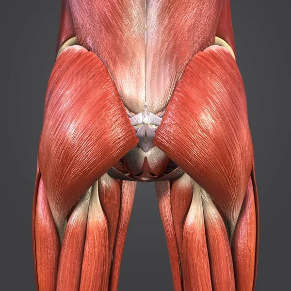 Colorida Ilustración Médica Los Músculos Huesos Las Caderas Humanas Con —  Fotos de Stock