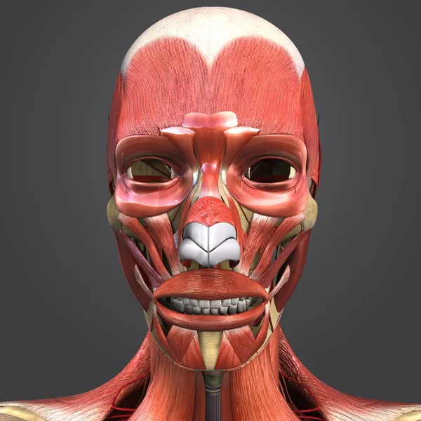 Colorful Medical Illustration Human Facial Muscles Bones Arteries — Stock Photo, Image