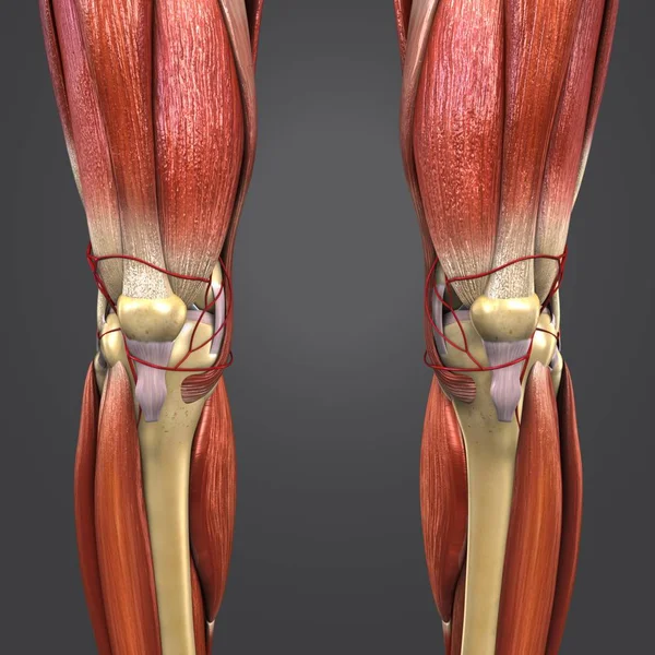 Мальовнича Ілюстрація Медичних Людини Нижніх Кінцівок Артерій — стокове фото