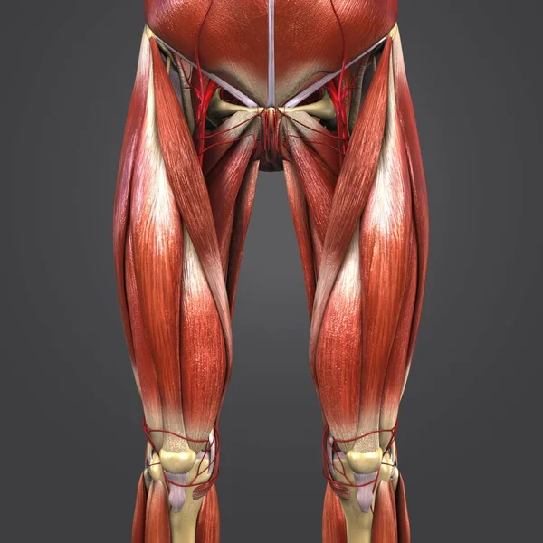 人体臀部和大腿肌肉和骨骼的彩色医学插图 — 图库照片