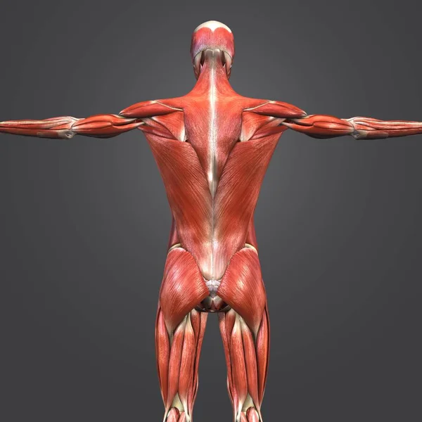 Barevné Lékařské Ilustrace Lidské Anatomie Svalové Kosterní Uzlin — Stock fotografie