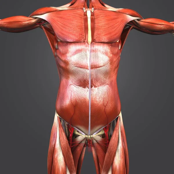 İnsan üst anatomi kas ve kemik ile arterler renkli tıbbi çizimi