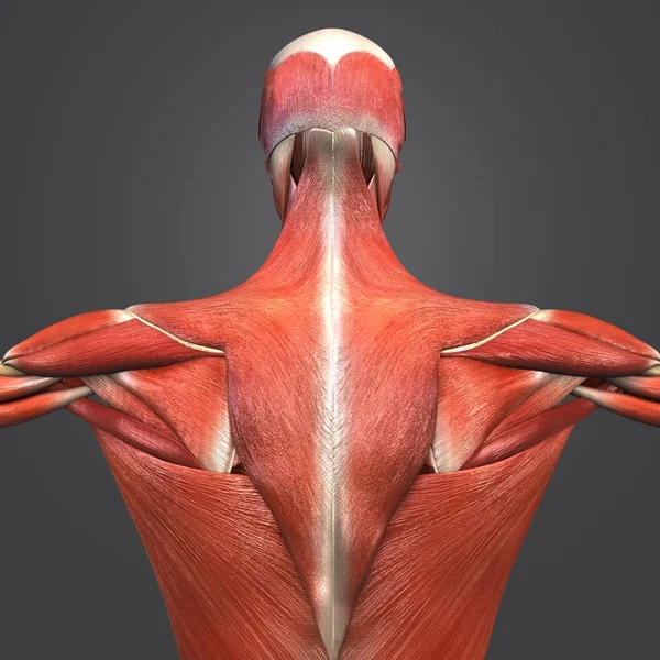 Färgglada Medicinsk Illustration Människans Muskler Och Skelett Anatomi Med Lymfkörtlar — Stockfoto