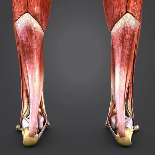 Colorida Ilustración Médica Músculos Humanos Huesos Piernas Con Linfnodos — Foto de Stock