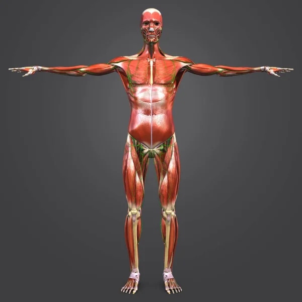 Barevné Lékařské Ilustrace Lidské Anatomie Svalové Kosterní Uzlin — Stock fotografie