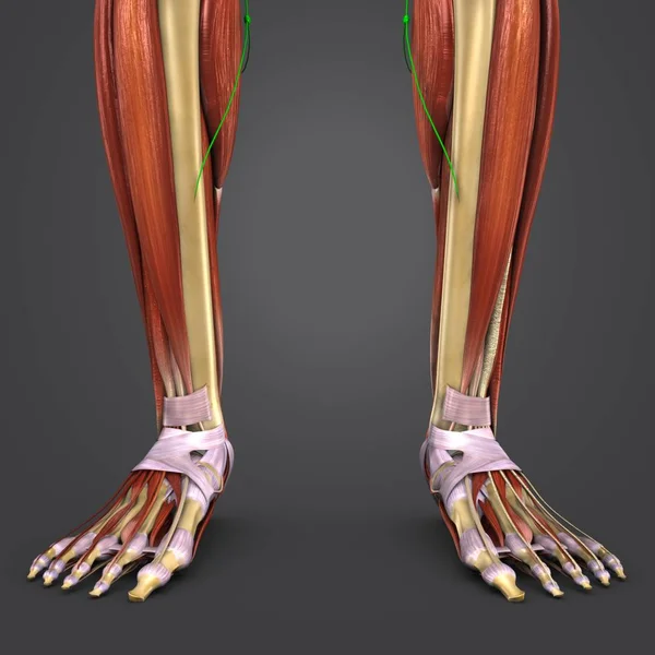 人体腿部肌肉与骨骼淋巴结的彩色医学例证 — 图库照片