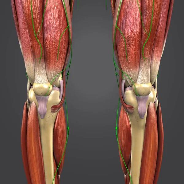 Colorful Medical Illustration Human Lower Limbs Lymphnodes — Stock Photo, Image