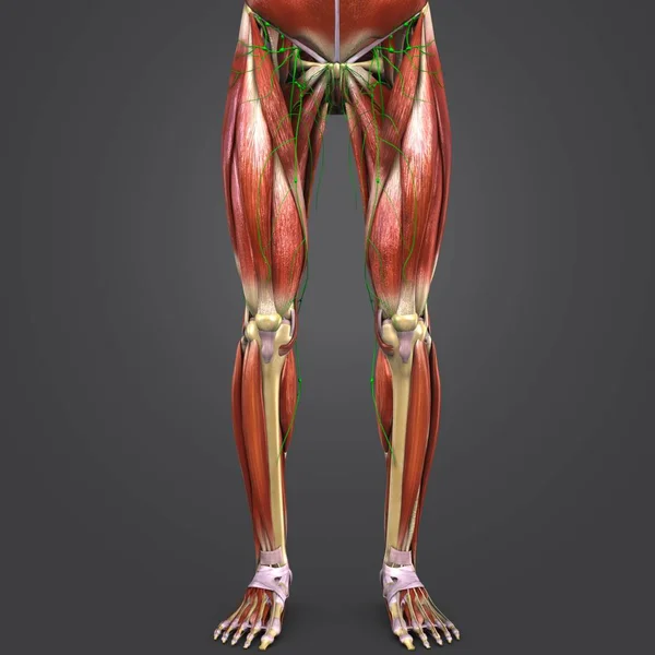 Colorful Medical Illustration Human Lower Limbs Circulatory System