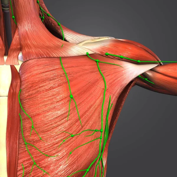 Colorful Medical Illustration of Human Shoulder Muscles and Skeleton with Lymphnodes