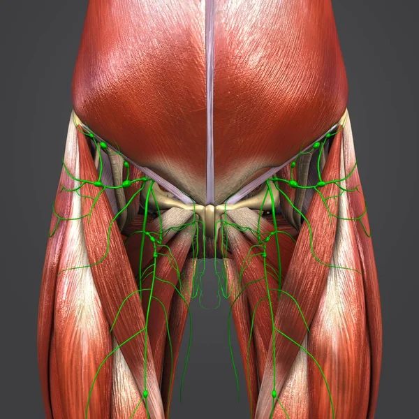 Красочная Медицинская Иллюстрация Мышц Костей Бедер Человека Лимфоузлами — стоковое фото