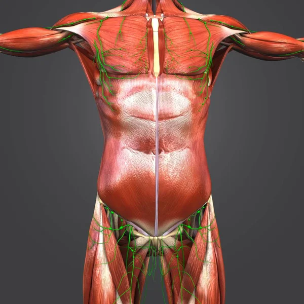 Ilustración Médica Colorida Anatomía Muscular Humana Con Los Ganglios Linfáticos — Foto de Stock