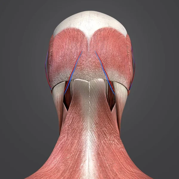 Färgglada Medicinsk Illustration Mänskliga Huvud Muskler Och Ben Med Cirkulationssystemet — Stockfoto