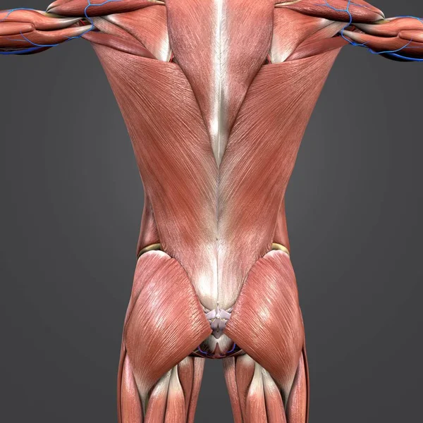 Kolorowe Medycznych Ilustracja Ludzki Mięśni Kości Kręgosłup Układu Krążenia — Zdjęcie stockowe