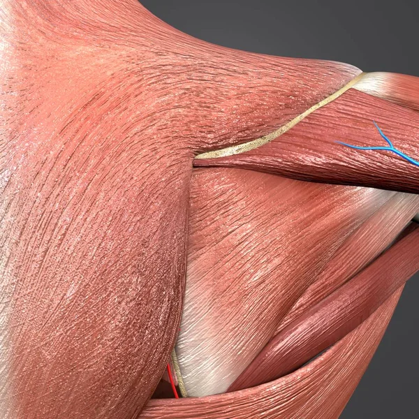 Kleurrijke Medische Illustratie Van Menselijke Schouder Spieren Botten Met Circulatory — Stockfoto