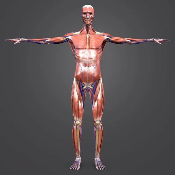 Πολύχρωμο Ιατρική Απεικόνιση Της Ανθρώπινης Ανατομίας Μυϊκών Και Σκελετικών Κυκλοφορικό — Φωτογραφία Αρχείου