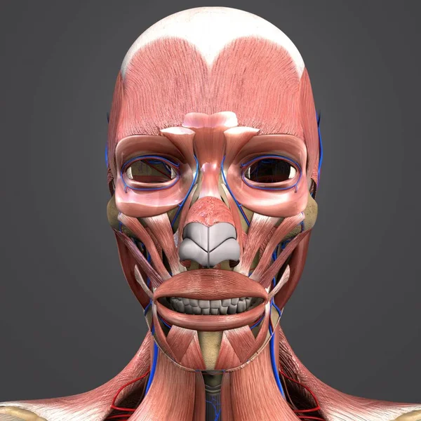 Colorful Medical Illustration Human Facial Muscles Bones Circulatory System — Stock Photo, Image