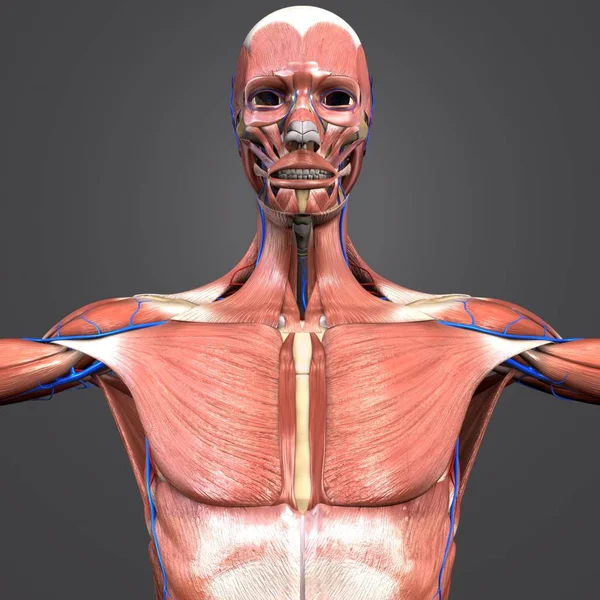 Kleurrijke Medische Illustratie Van Menselijke Spieren Skelet Anatomie Met Circulatory — Stockfoto