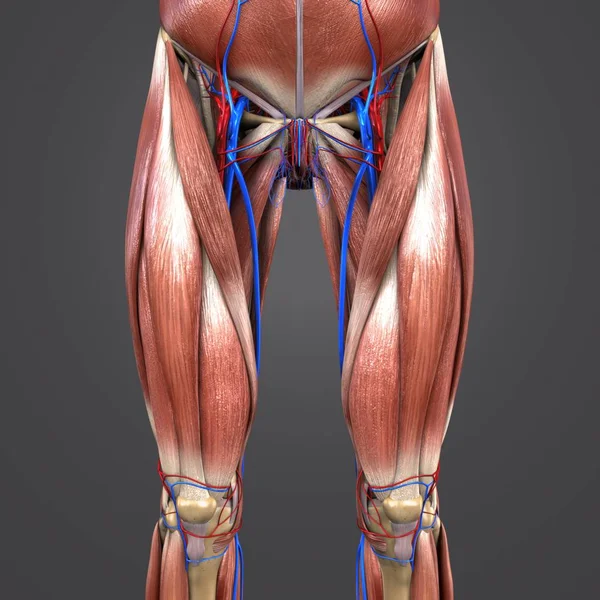Colorful Medical Illustration of Human Hips and Thighs Muscles and Bones with Circulatory system
