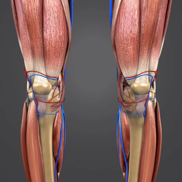 カラフルな医療イラストの人間下肢循環システムと — ストック写真