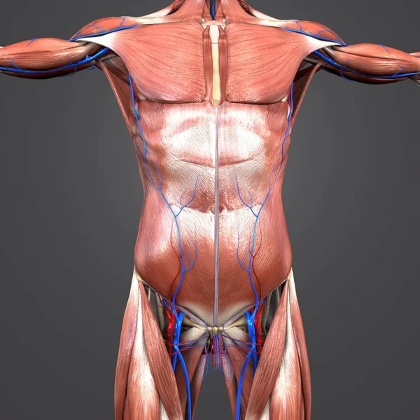 Colorida Ilustración Médica Los Músculos Huesos Anatomía Superior Humana Con — Foto de Stock