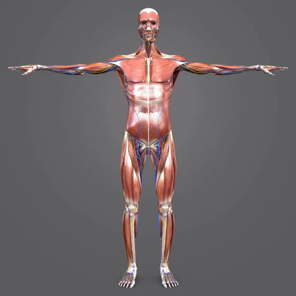 Kleurrijke Medische Illustratie Van Menselijke Spieren Skelet Anatomie Met Bloedsomloop — Stockfoto