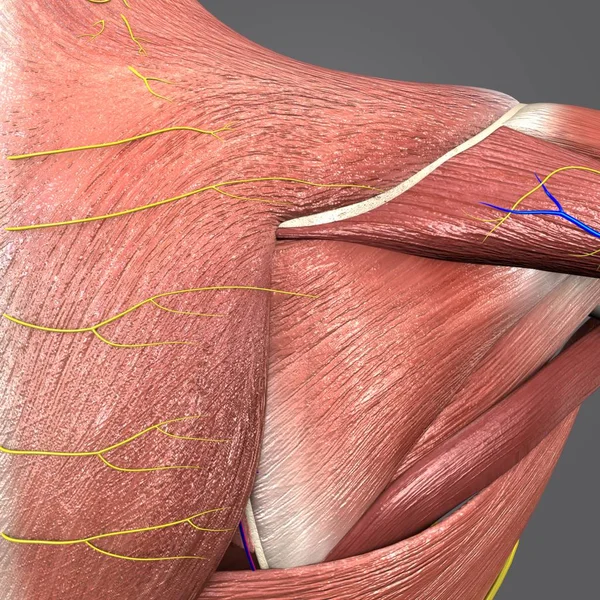 Färgglada Medicinsk Illustration Mänskliga Axelmusklerna Med Cirkulationssystemet Och Nerver — Stockfoto