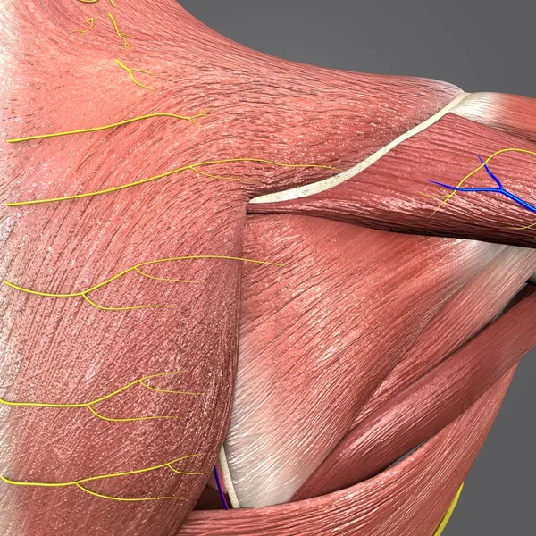 Dolaşım Sistemi Sinirler Ile Insan Omuz Kaslarının Renkli Tıbbi Resimde — Stok fotoğraf