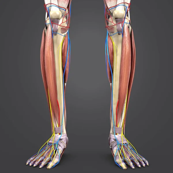 Bunte Medizinische Illustration Menschlicher Beinmuskeln Und Knochen Mit Kreislauf Und — Stockfoto