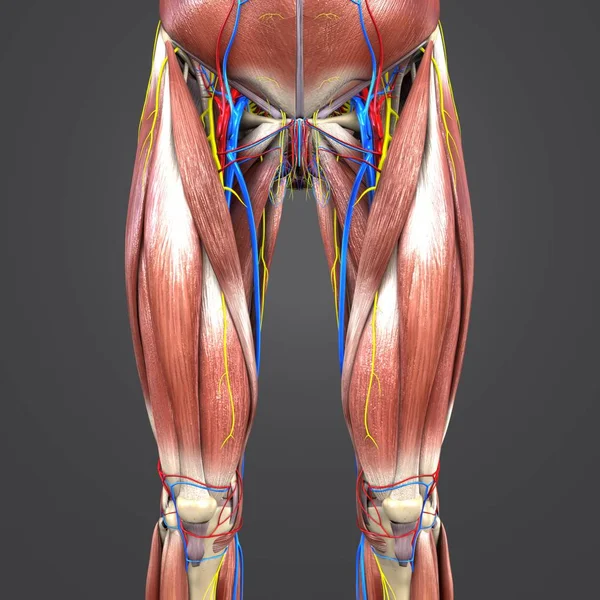 人体臀部和大腿肌肉与循环系统和神经的彩色医学例证 — 图库照片