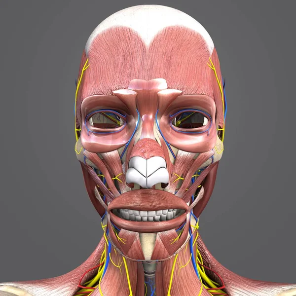 Colorful Medical Illustration of Human Facial Muscles and Bones with Circulatory system and Nerves