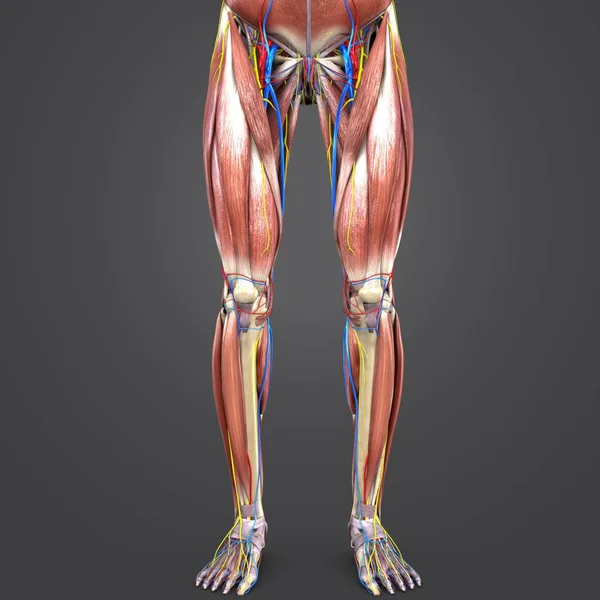 Kolorowe Medycznych Ilustracji Ludzkich Kończyn Dolnych Układu Krążenia Nerwy — Zdjęcie stockowe