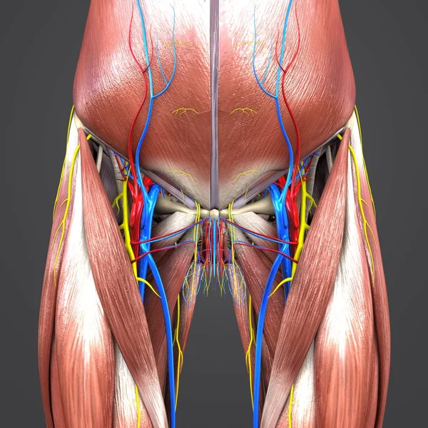 Красочная Медицинская Иллюстрация Мышц Костей Бедер Человека Кровеносной Системой Нервами — стоковое фото