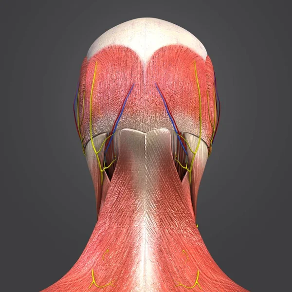 Färgglada Medicinsk Illustration Mänskliga Huvud Muskler Och Ben Med Cirkulationssystemet — Stockfoto