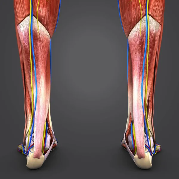 カラフルな人間の筋肉の医療イラスト 循環系 神経リンパ節と足の骨 — ストック写真