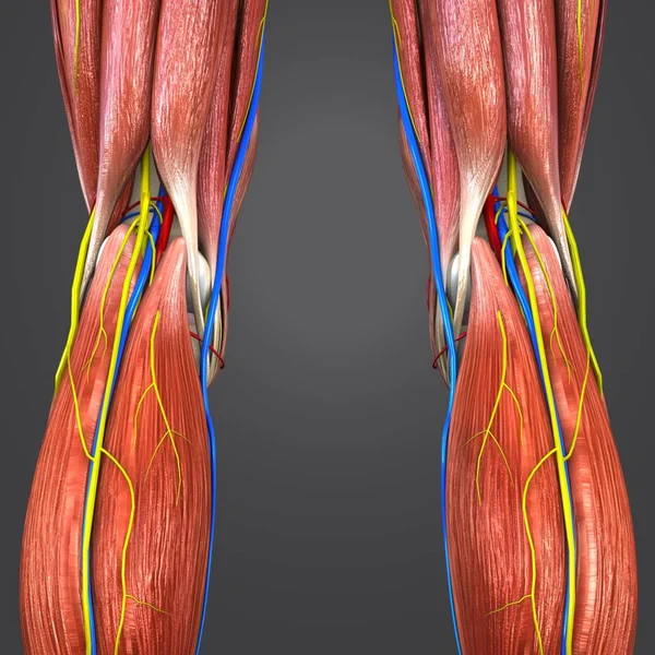 Colorful Medical Illustration Human Lower Limbs Circulatory System Nerves Lymphnodes — Stock Photo, Image