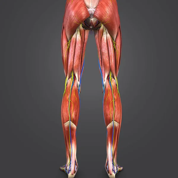 Colorful Medical Illustration Human Lower Limbs Circulatory System Nerves Lymphnodes — Stock Photo, Image