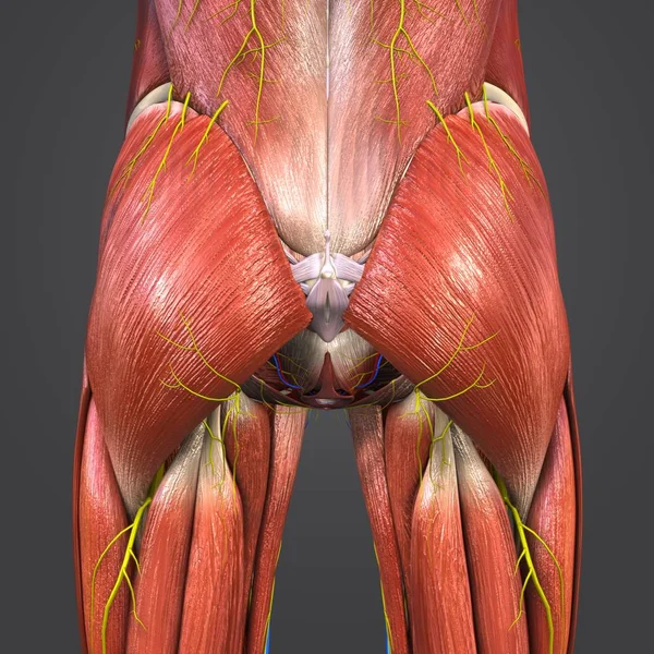 人体臀部肌肉和骨骼与循环系统 神经和淋巴结的彩色医学例证 — 图库照片