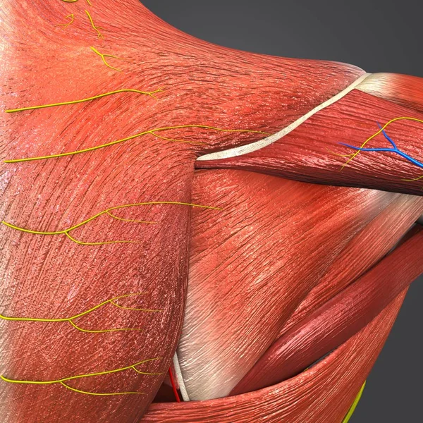 Красочная Медицинская Иллюстрация Мышц Костей Плеча Человека Кровеносной Системой Нервами — стоковое фото