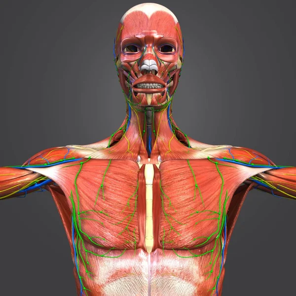 Illustrazione Medica Colorata Anatomia Muscolare Scheletrica Umana Con Sistema Circolatorio — Foto Stock
