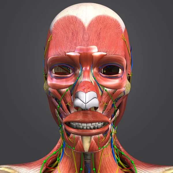 Illustration Médicale Colorée Des Muscles Des Visage Humain Avec Système — Photo